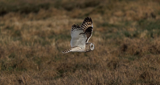 쇼츠 알고리즘 작동 방식의 이해: 2026년 버전 - short-eared owl, owl, bird, nature, wildlife, animal, perched, bokeh, birdwatching, grassland, 