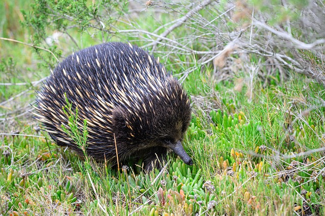 유튜브 쇼츠, 왜 지금 시작해야 할까요? - echidna, short-beaked echidna, monotreme, mammal, egg-laying mammal, tachyglossus aculeatus, spiny a