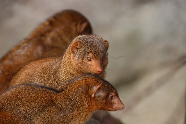 텔레그램 계정 구매 및 활용 팁 - mongoose, animal, nature, group, wild, mammal, cute, dwarf mongoose, wildlife, social, freedom, companion
