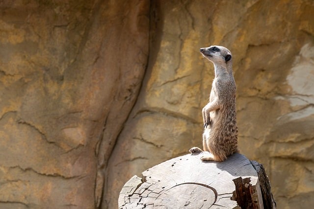 인스타그램 릴스, 이제는 선택이 아닌 필수 - meerkat, on log, zoo, animal kingdom, desert, observation, colony, fauna, sun, african, visibility,