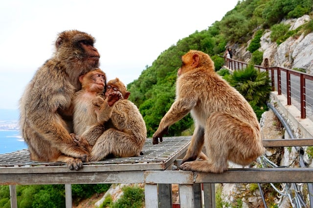 인스타그램 '팔로우'와 '팔로워'의 개념 및 중요성 - monkey, macaque, family, interaction, dialogue, friendly, nature, cliff, companionship, touris