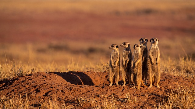 흔한 실수와 피하는 법 - meerkats, savanna, standing, nature, biotope, animals, red earth, stone, day, desert, extreme weather, wildlif
