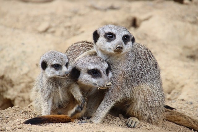 흔한 실수와 피하는 법 - meerkat, animal, mammal, family, sand, look, alert, group, cute, appearance, wildlife, social, portrait, puzzl