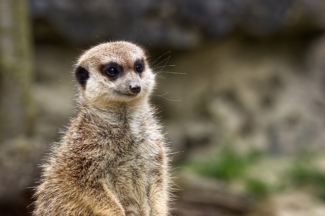 흔한 실수와 피하는 법 - meerkat, zoo, mammal, social, nature, striped fur, young animal, colony, portrait, natural habitat, observatio