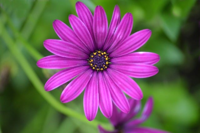오픈 전 미용실, SNS로 예약 고객을 선점하는 핵심 전략 - gazania flower, purple flower, flower close-up, green background, nature, detail photograp