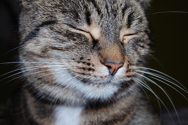 릴스 제작 전 필수 준비물과 마음가짐 - cat, pet, feline, animal, nature, fur, kitty, whiskers, mammal, kitten, domestic, domestic cat, cat po
