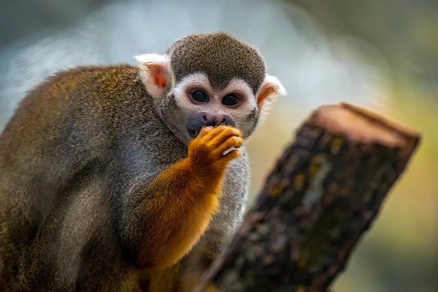 우리 동네 사장님, 인스타 스토리 스티커로 단골 손님 만드는 비결 - squirrel monkey, ape, primate, animal, jungle, wild animal, neo tropics, little monkey