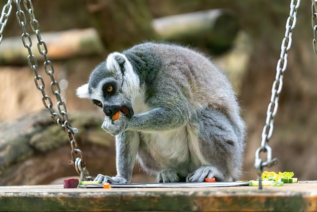 단계별 SNS 마케팅 실행 방법: 오픈 한 달 전부터 예약까지 - ring tailed lemur, lemur, madagascar, ape species, primate, curly tail, wildlife, wild a