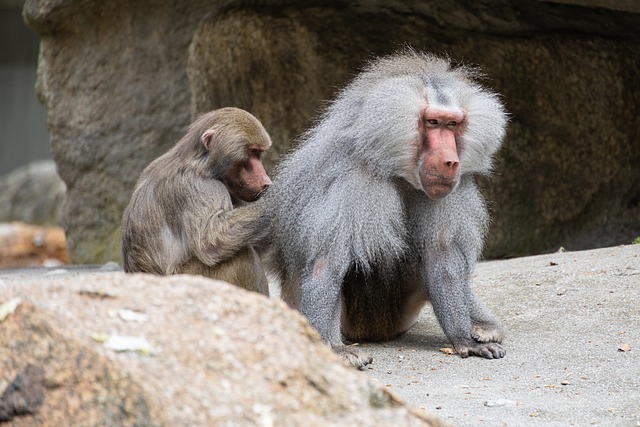 트위터(X) 팔로워, 0에서 100명까지 빠르게 모으는 비법 - baboon, ape, fur care, munich, mammals, social behavior, order of precedence