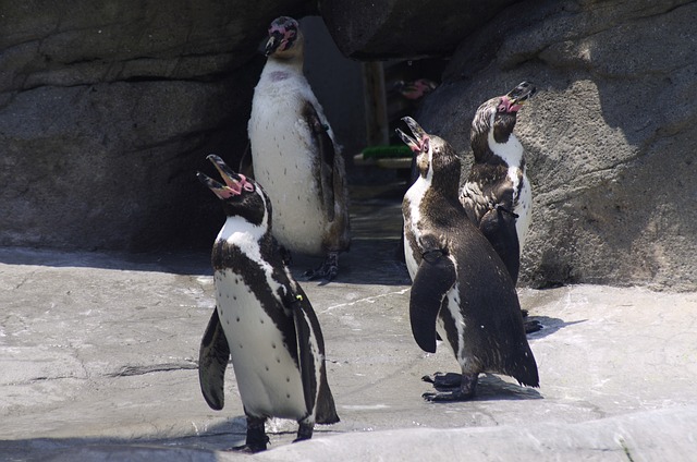 흔한 실수와 피하는 법 - penguin, group, summer, hot, zoo, bird, water, rocks, sunlight, wildlife, nature, outdoors, black-and-white, h
