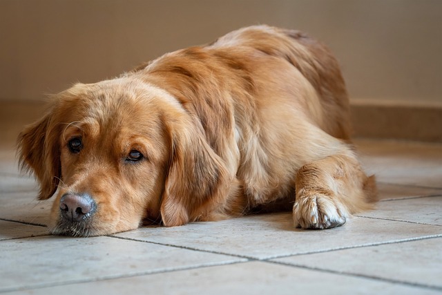 흔한 실수와 피하는 법 - dog, golden retriever, retriever, friendly, animal, loyal to, family dog, playful, adorable, intelligent, gent