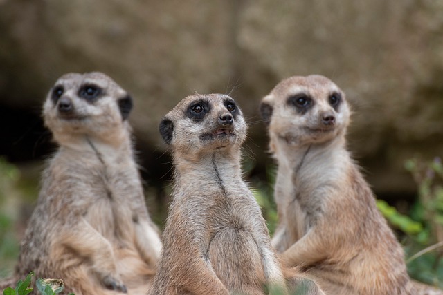 안전한 인스타 팔로워 서비스를 선택하는 5단계 실행 방법 - meerkats, good, beast, to look, view, sit, hair, animal, zoo, nature, mammal