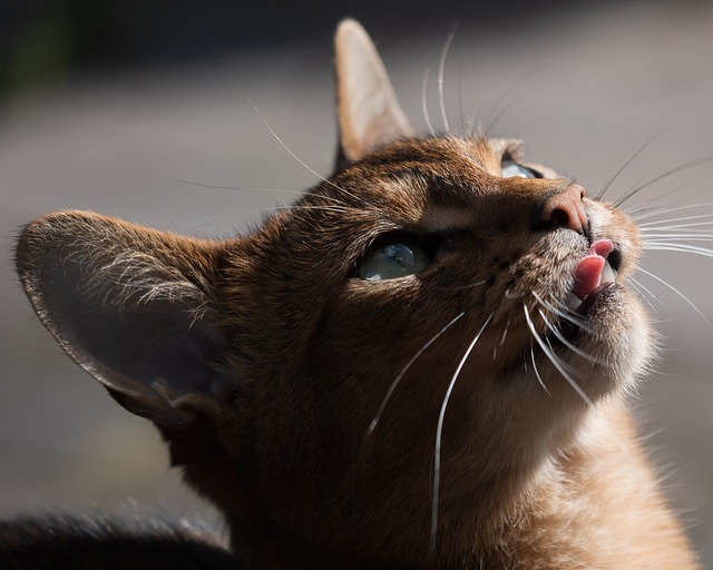 2026년 인스타그램 팔로워 늘리기 서비스, 가격은 얼마인가요? - cat, abyssinian, elegant, smooth, curious, active, lively, intelligent, social, affecti
