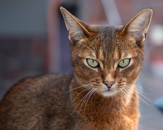 릴스 제작 시 자주 겪는 문제와 해결 팁 릴스 제작 시 자주 겪는 문제와 해결 팁 - cat, elegant, smooth, curious, active, lively, intelligent, social, affectionate, spirited, playful,