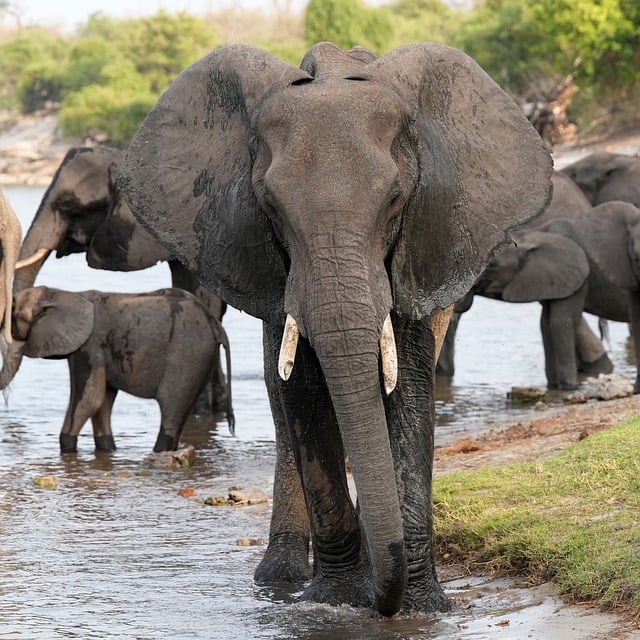 초심자도 릴스 조회수 1만 회 달성하는 핵심 전략 - elephant, flow, trunk, nature, africa, pachyderm, wildlife, elephant herd