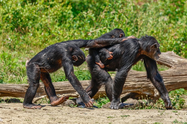 50대 이상 초보 유튜버, 첫 영상 올리기까지 헤매지 않는 5단계 - monkey, chimpanzee, primate, mammal