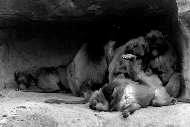 텔레그램 PC 포터블 버전으로 여러 계정 동시 관리하기 - zoo, baboon, animal, nature, primate